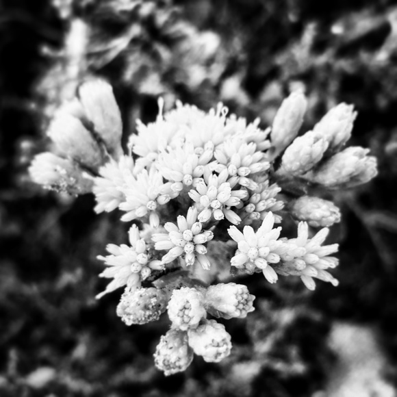 Meet the Posher - Picture 2 of 2